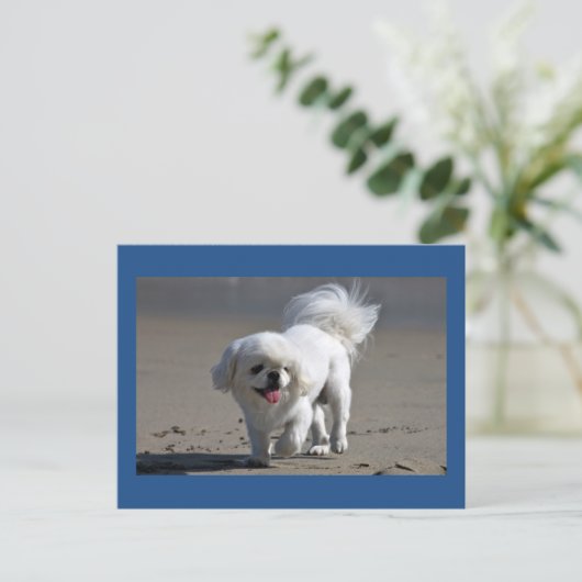 Pekinees Puppy Dog Blank Post Kaart (Staand voorkant)