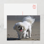 Pekinees Puppy Dog Blank Post Kaart (Voorkant / Achterkant)