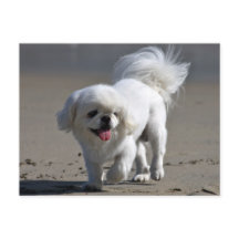 Pekinees Puppy Dog Blank Post Kaart