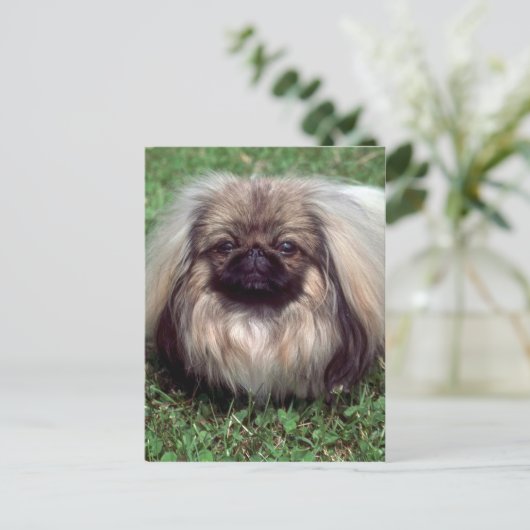 Pekinese Briefkaart (Staand voorkant)
