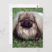 Pekinese Briefkaart (Voorkant / Achterkant)