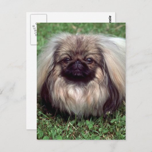 Pekinese Briefkaart (Voorkant / Achterkant)