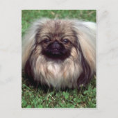 Pekinese Briefkaart (Voorkant)