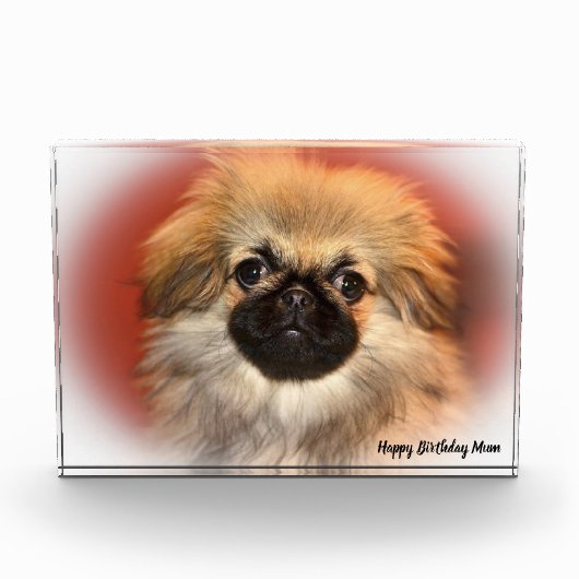 Pekinese Dog Fotoblokken (Voorkant)