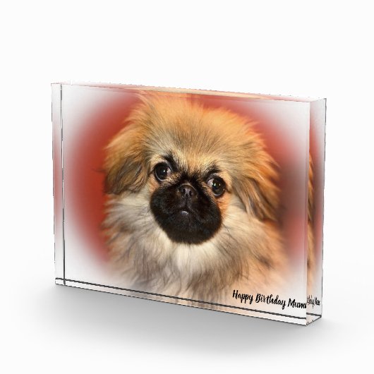 Pekinese Dog Fotoblokken (Rechts)