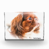 Pekinese Dog. Fotoblokken (Voorkant)