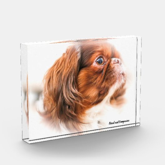 Pekinese Dog. Fotoblokken (Links)