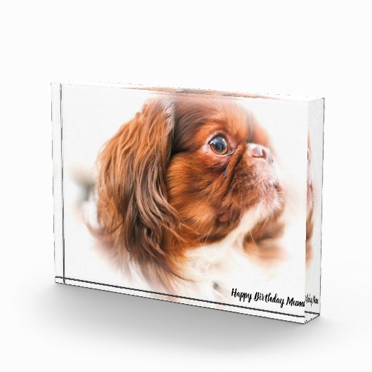 Pekinese Dog Fotoblokken (Rechts)