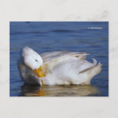 Peking Duck glimlacht een Mona Lisa-glimlach in de Briefkaart (Voorkant)