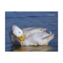 Peking Duck glimlacht een Mona Lisa-glimlach in de