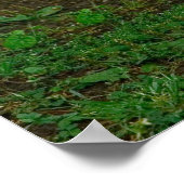 Peking Duck Poster (Hoek)