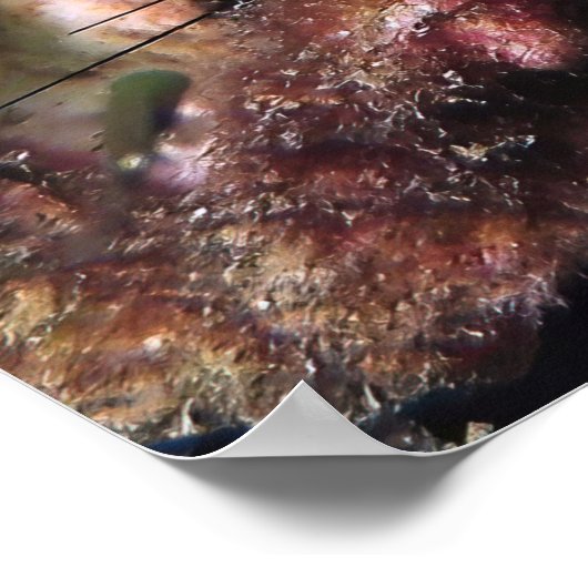 Peking Grouper Poster (Hoek)