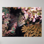 Peking Grouper Poster (Voorkant)