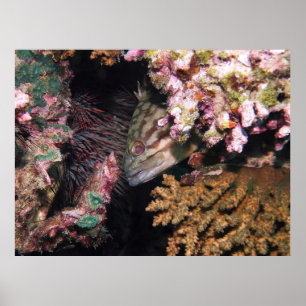 Peking Grouper Poster