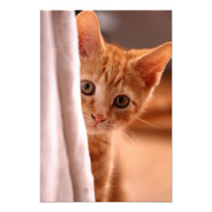 Peking Kitten Foto Afdruk
