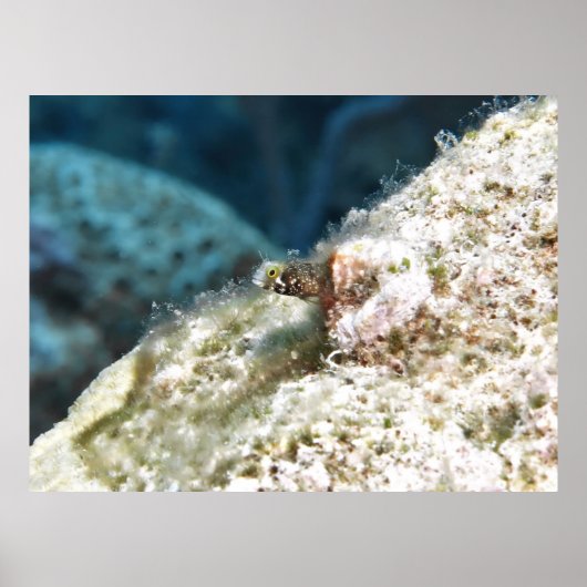 Peking Secretary Blenny Poster (Voorkant)