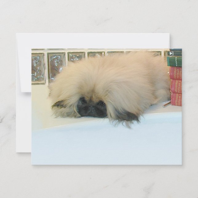 Pekingees Denkt Groot (Voorkant)