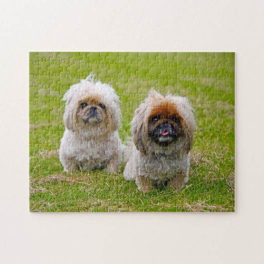 Pekingees hond. legpuzzel (Horizontaal)