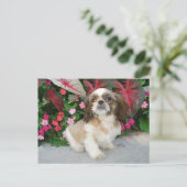 Pekingees in een tuinsetting briefkaart (Staand voorkant)