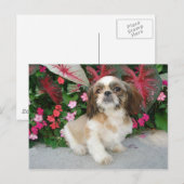 Pekingees in een tuinsetting briefkaart (Voorkant / Achterkant)