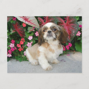 Pekingees in een tuinsetting briefkaart