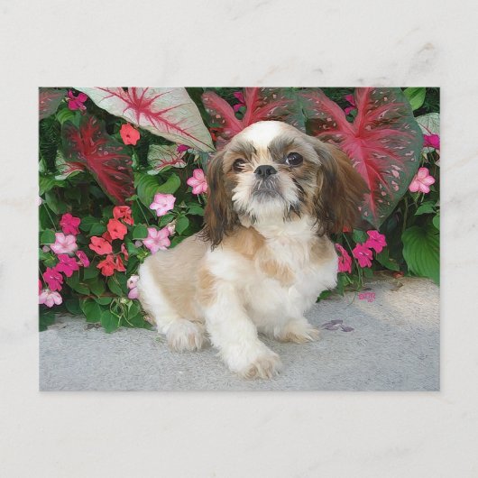 Pekingees in een tuinsetting briefkaart (Voorkant)