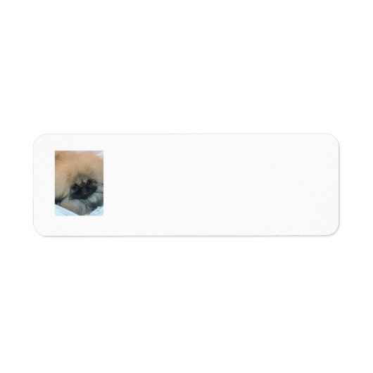 Pekingees Retouradreslabels Etiket (Voorkant)