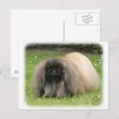 Pekingese 9Y218D-016 Briefkaart (Voorkant / Achterkant)