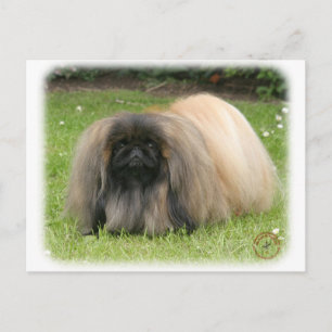 Pekingese 9Y218D-016 Briefkaart