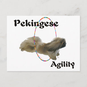 Pekingese Agility Briefkaart