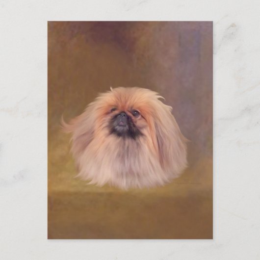  Pekingese Briefkaart (Voorkant)