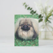 Pekingese Briefkaart (Staand voorkant)