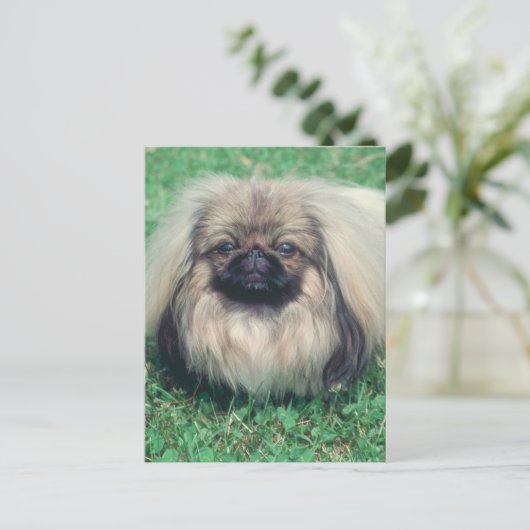 Pekingese Briefkaart (Staand voorkant)