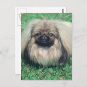 Pekingese Briefkaart (Voorkant / Achterkant)