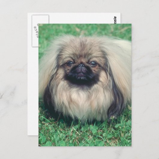 Pekingese Briefkaart (Voorkant / Achterkant)