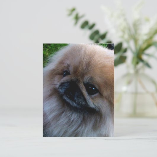 Pekingese Briefkaart (Staand voorkant)