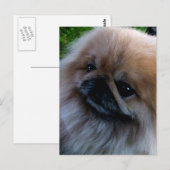 Pekingese Briefkaart (Voorkant / Achterkant)