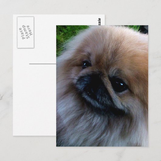 Pekingese Briefkaart (Voorkant / Achterkant)