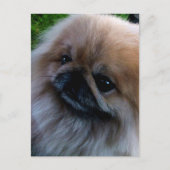 Pekingese Briefkaart (Voorkant)