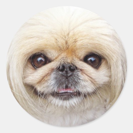 Pekingese Dog Face Ronde Sticker (Voorkant)