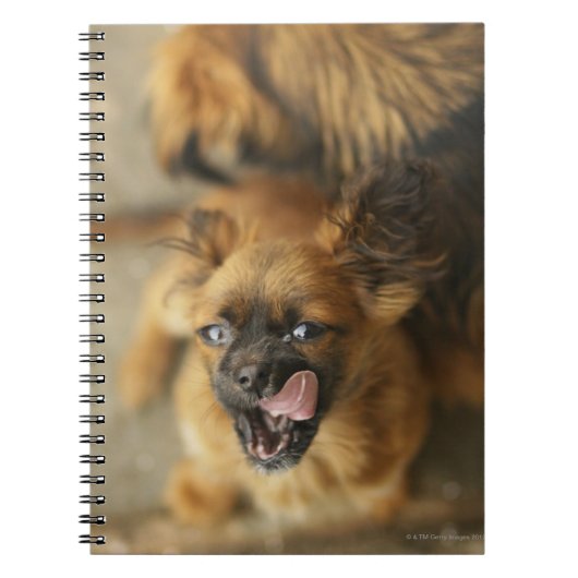 Pekingese Dogs Notitieboek (Voorkant)