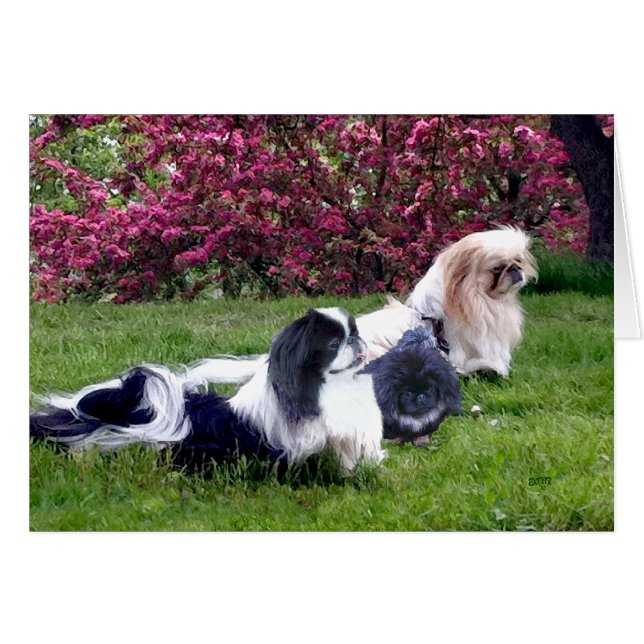Pekingese Groep in de Lente (Voorkant Horizontaal)