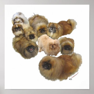 Pekingese Groep Poster