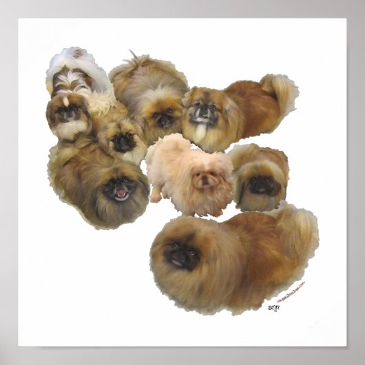 Pekingese Groep Poster (Voorkant)