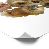 Pekingese Groep Poster (Hoek)