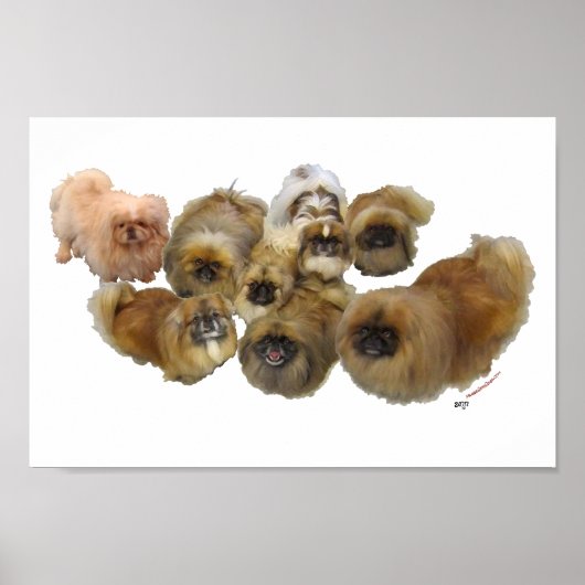 Pekingese Groep Poster (Voorkant)