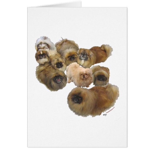 Pekingese Group (Voorkant)