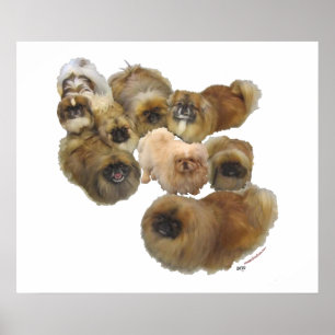 Pekingese Group Poster