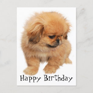 Pekingese Happy Birthday Puppy Dog Black Briefkaart