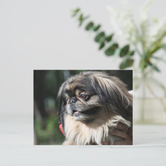 Pekingese hond briefkaart (Staand voorkant)
